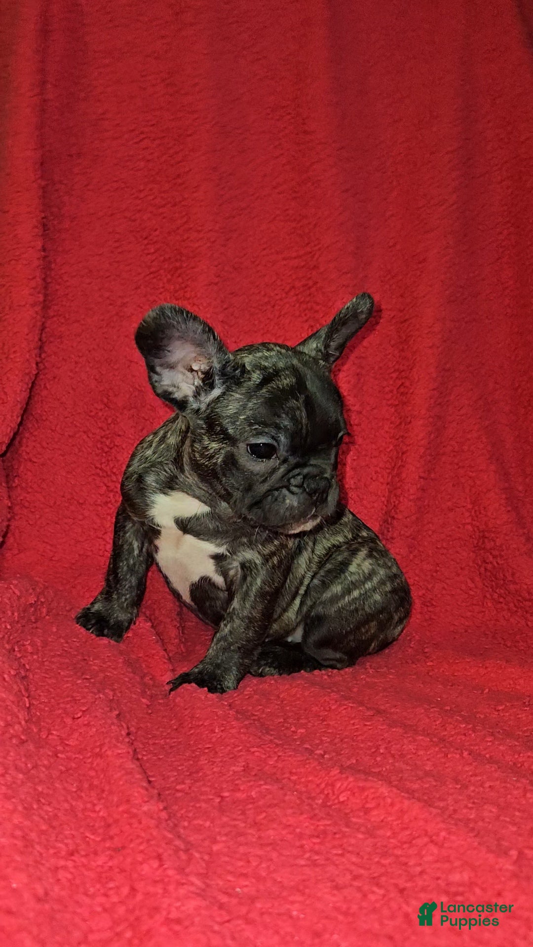 French Bulldog dogs for sale: French Bulldog Puppy 5 - Ad 1