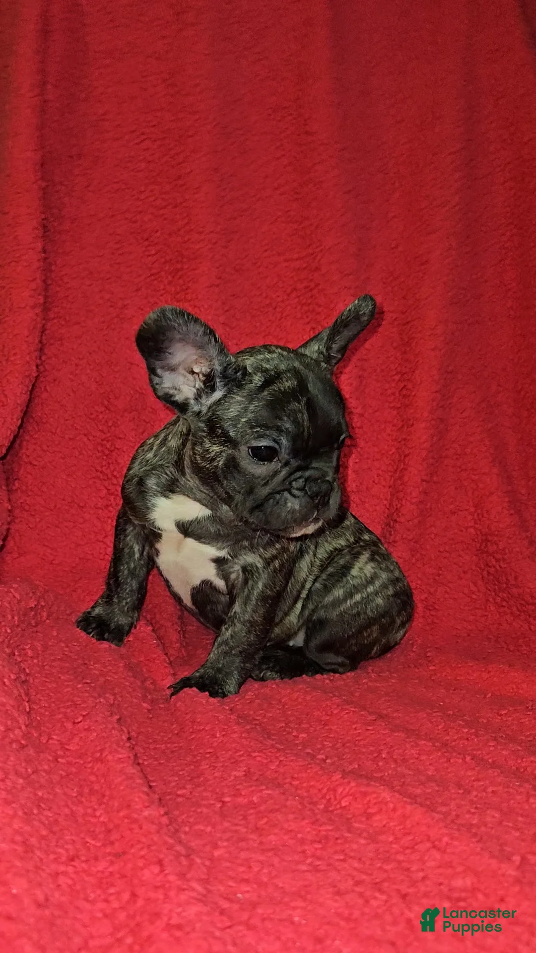 French Bulldog dogs for sale: French Bulldog Puppy 5 - Ad 1