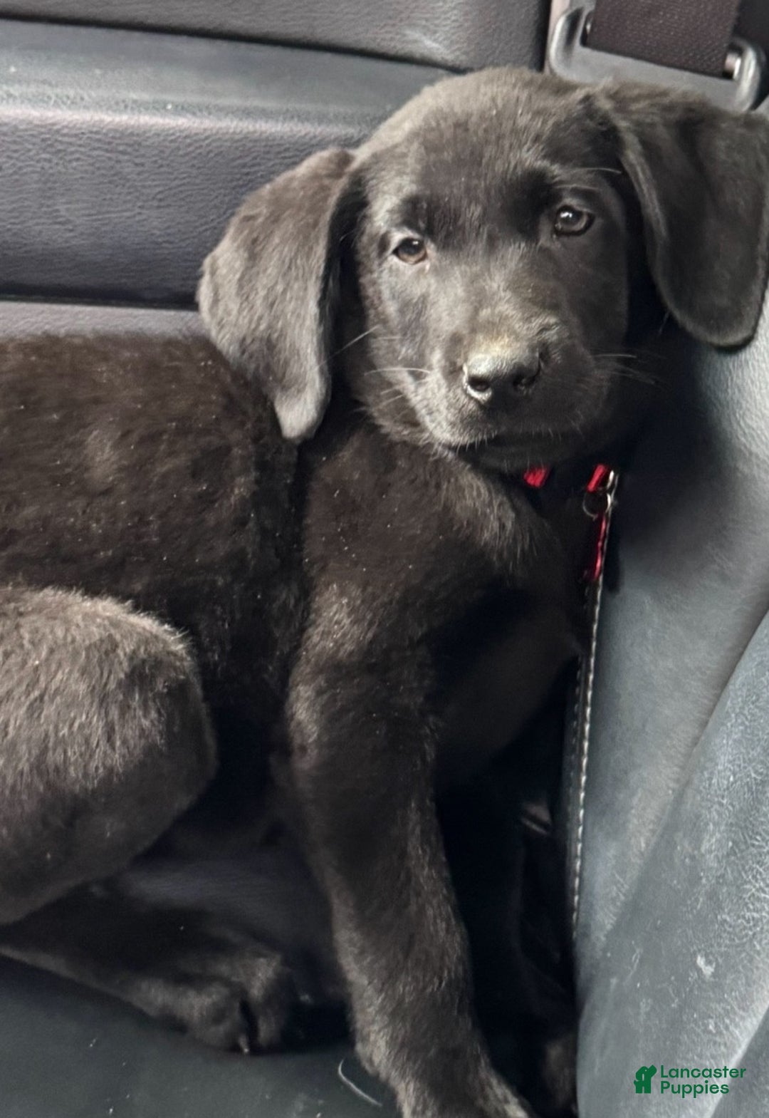 Labrador Retriever dogs for sale: Labrador Retriever Puppy 1 - Ad 12