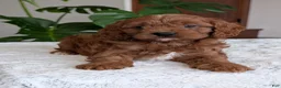 Cavapoo dogs for sale: Jake - Ad 3