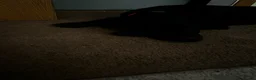 Cane Corso dogs for sale: Bubba - Ad 5
