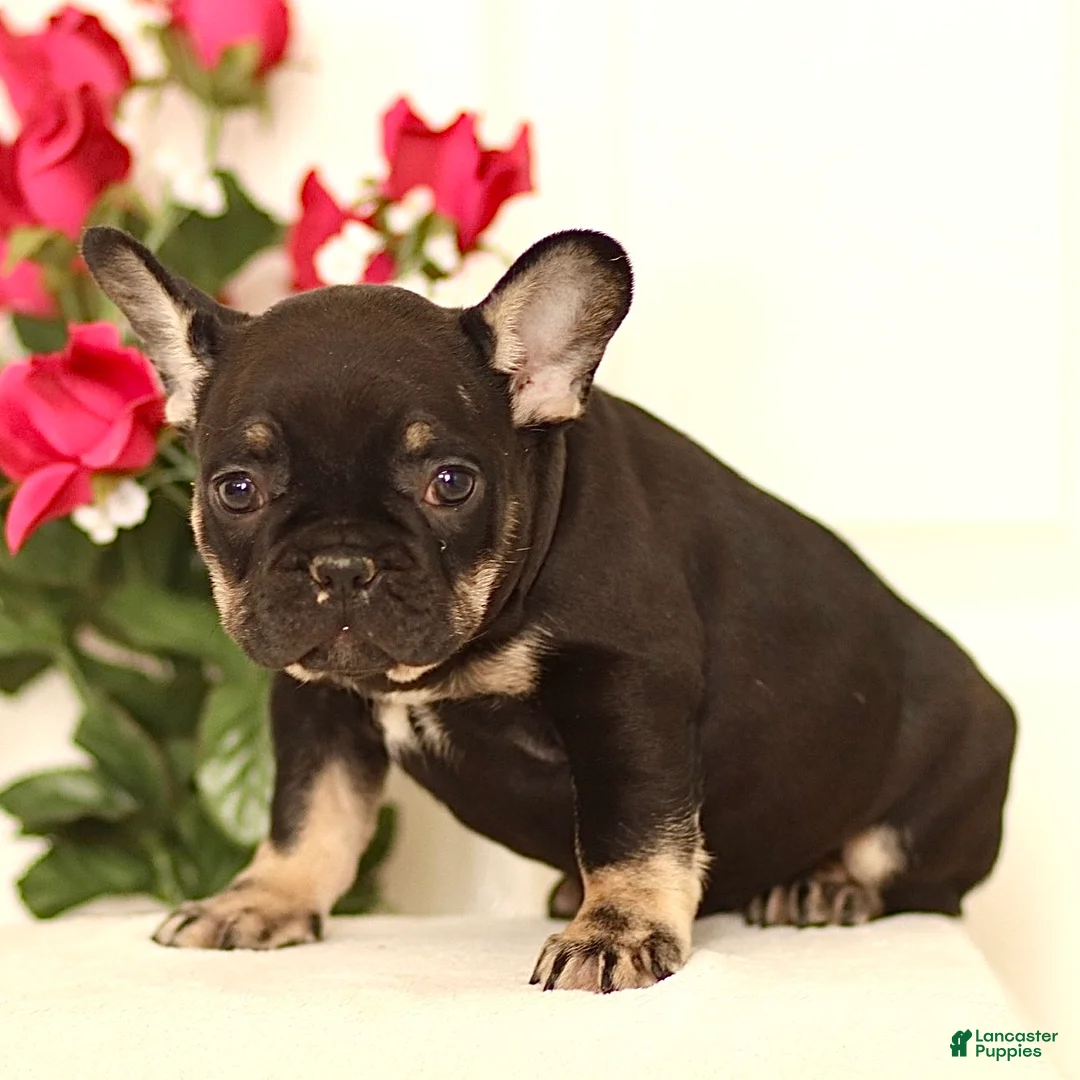 French Bulldog dogs for sale: Bruno - Ad 4