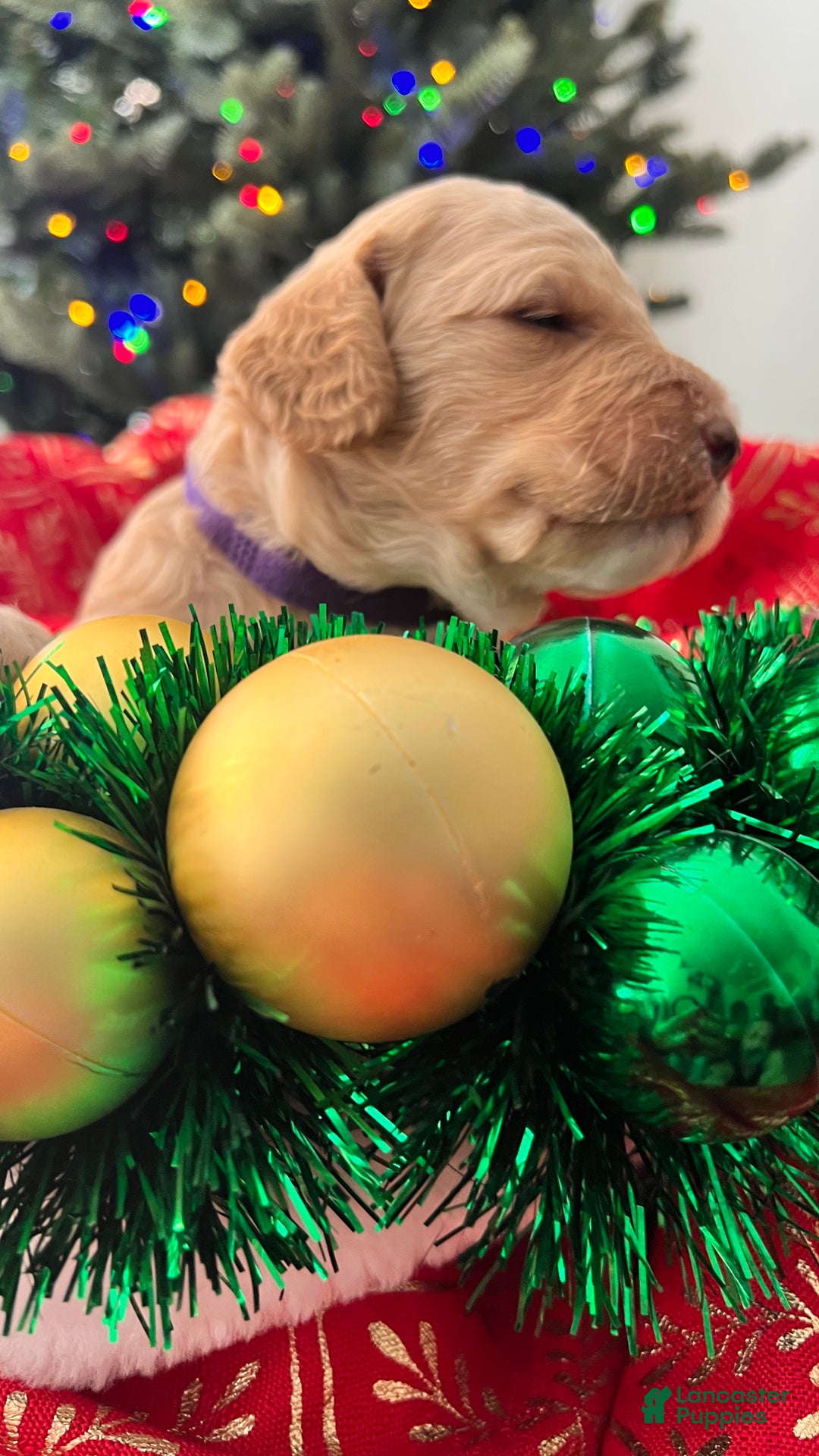 Goldendoodle dogs for sale: Faith - (smaller) Medium - Ad 8