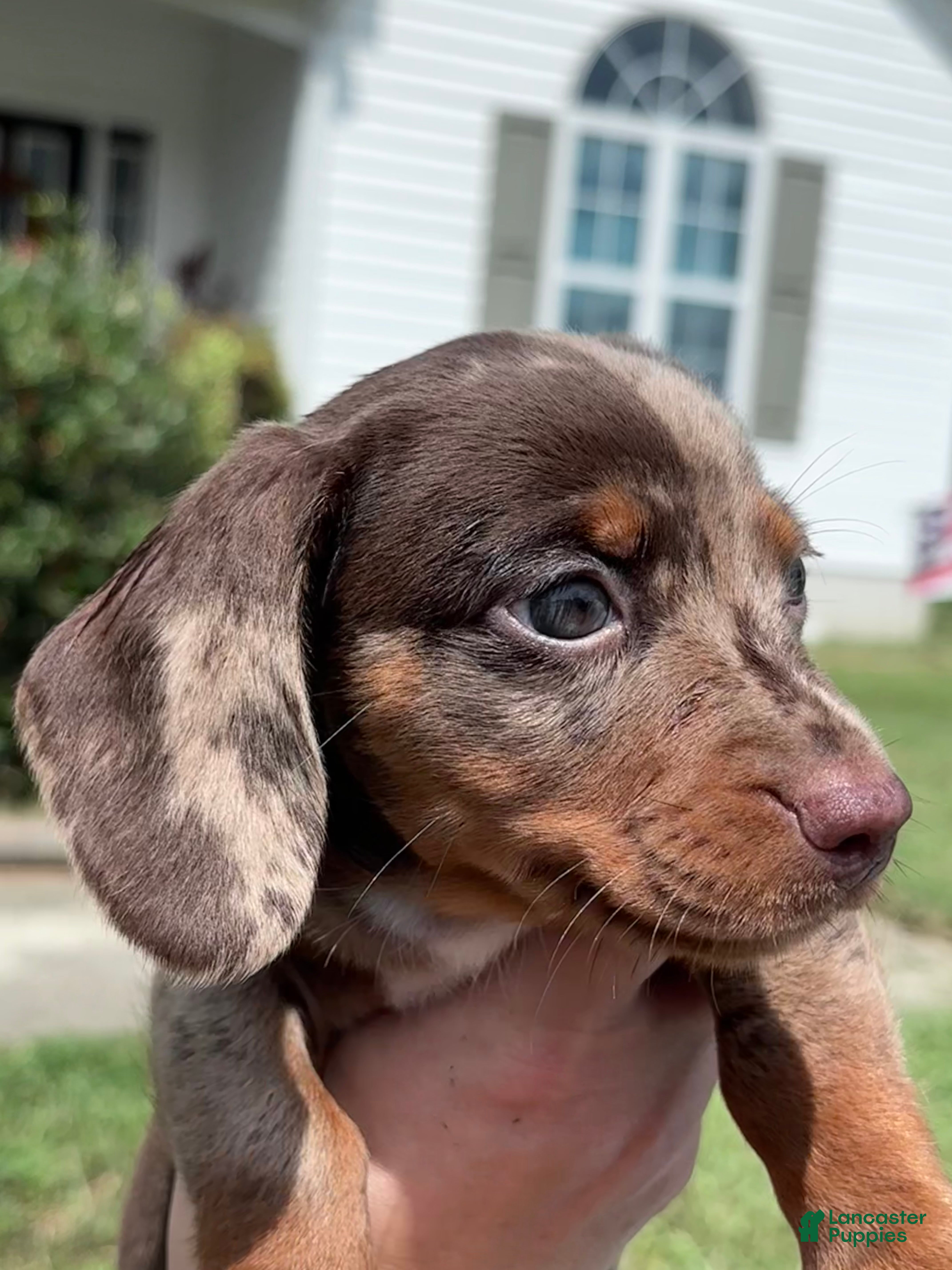 Miniature Dachshund dogs Miniature Dachshund 2 - Ad 1