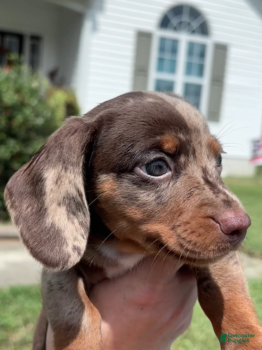 Miniature Dachshund dogs for sale: Miniature Dachshund 2 - Ad 1