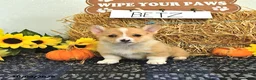 Welsh Corgi Pembroke dogs for sale: Betz - Ad 3