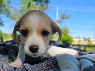 Chihuahua dogs Chihuahua Puppy 6 - Ad 36