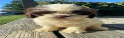 Shih Tzu dogs for sale: Milo - Ad 10