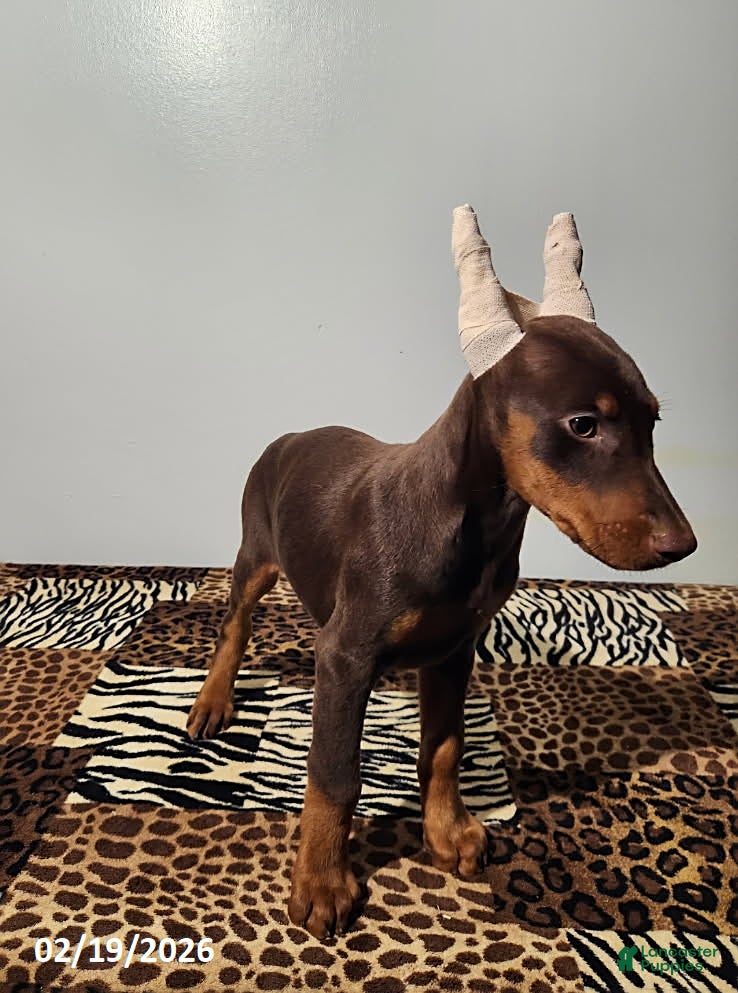 Doberman Pinscher dogs Rainbow - Ad 2