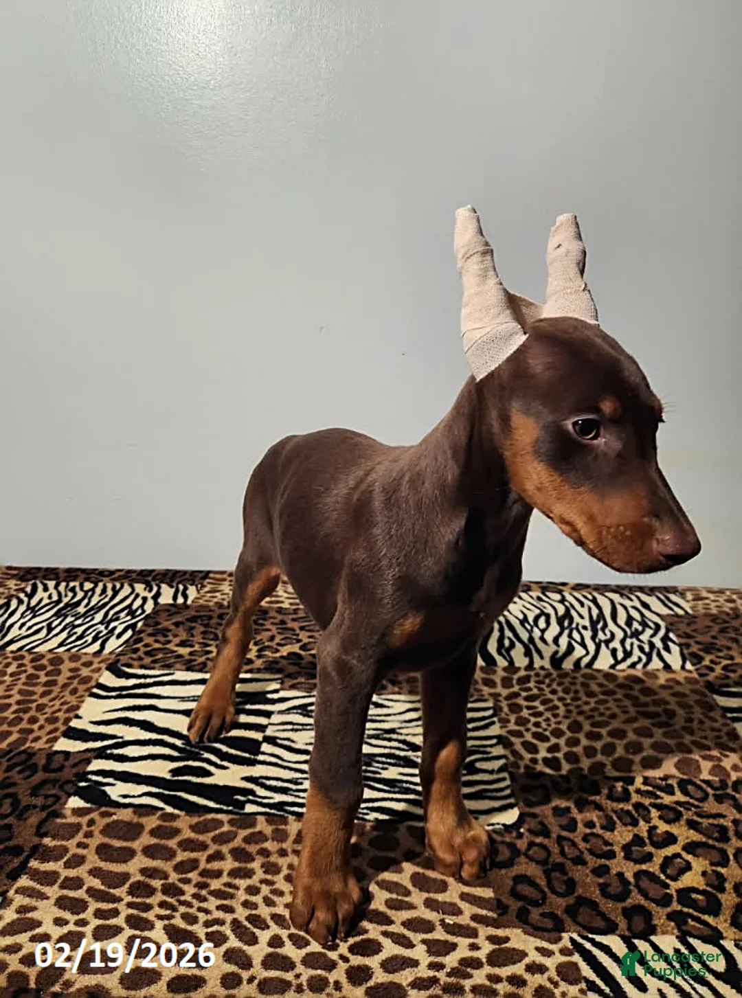 Doberman Pinscher dogs for sale: Rainbow - Ad 2
