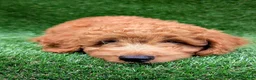 Mini Goldendoodle dogs for sale: Max  - Ad 5