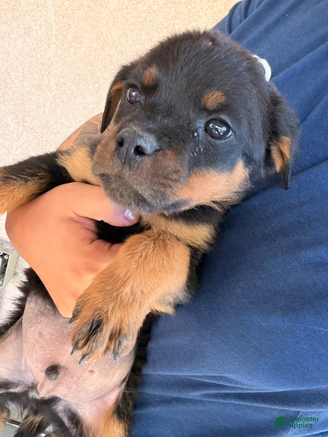 Rottweiler dogs for sale: Rottweiler 1 - Ad 1