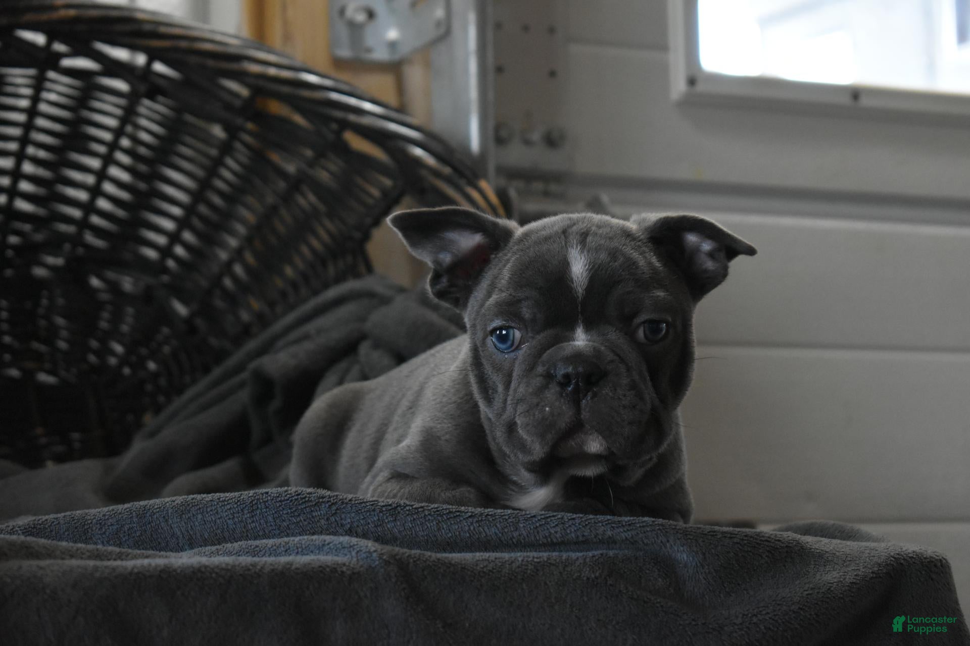 Frenchton dogs Tank - Ad 1