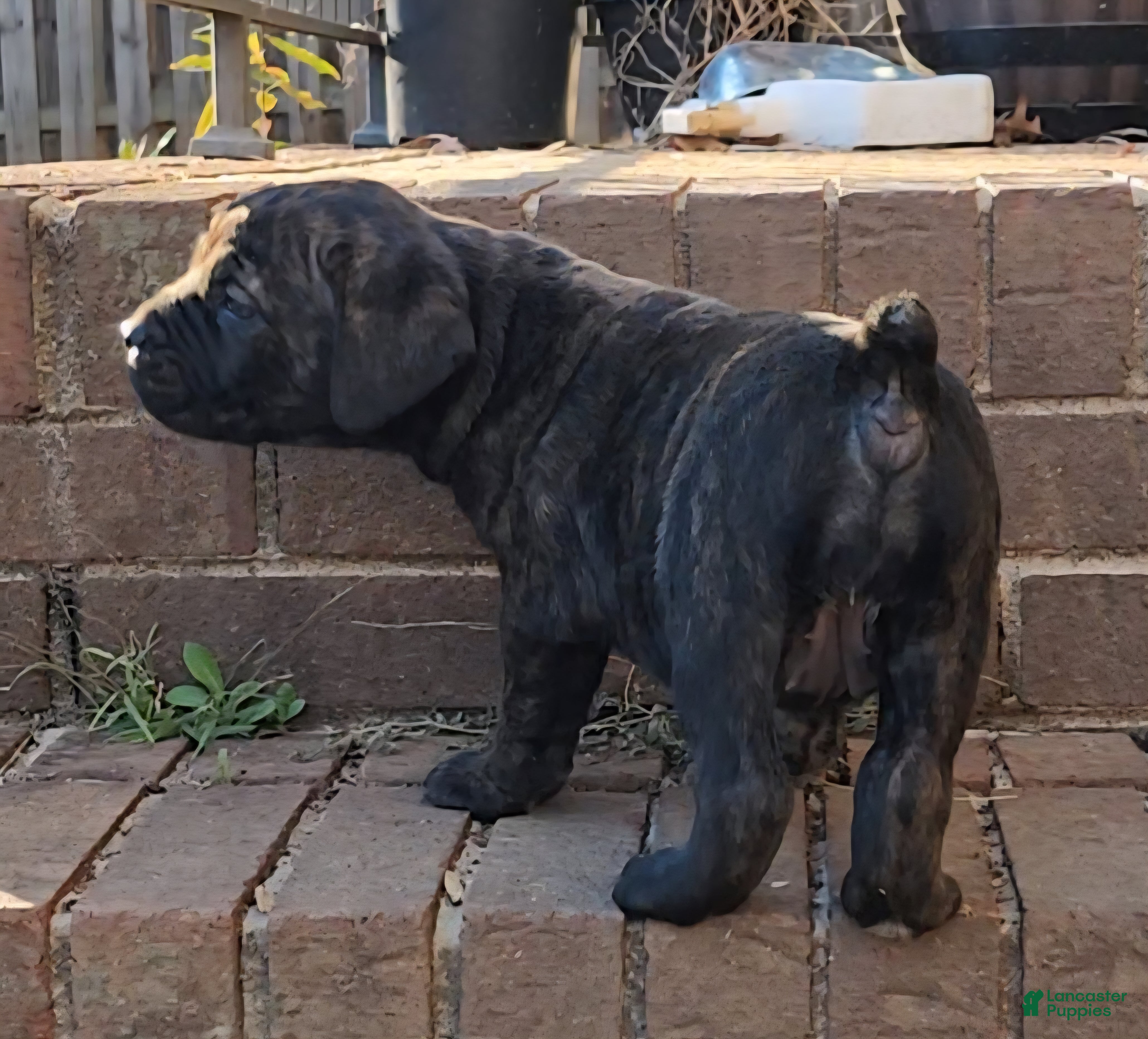 South African Boerboels dogs Tiger - Ad 5