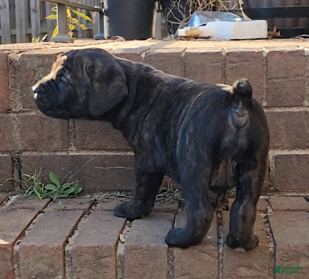 South African Boerboels dogs for sale: Tiger - Ad 1