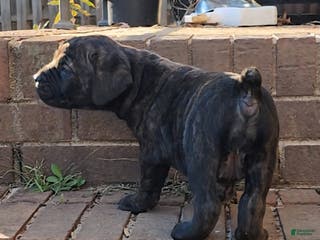 South African Boerboels dogs Tiger - Ad 6