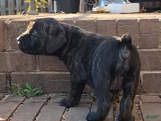 South African Boerboels dogs Tiger - Ad 5