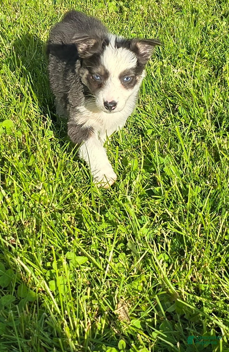 Australian Shepherd dogs Dilute blue - Ad 1
