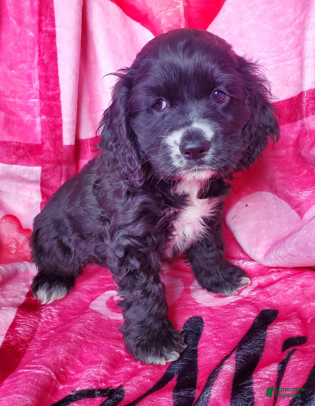 Cocker Spaniel dogs for sale: Knight - Ad 2
