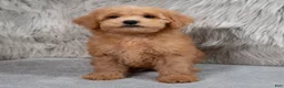 Mini Goldendoodle dogs for sale: Hank ID: 3860 - Ad 3
