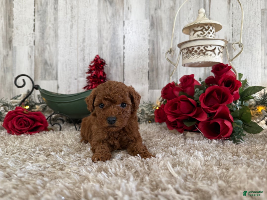 Toy Poodle dogs for sale: Trixie - Ad 4