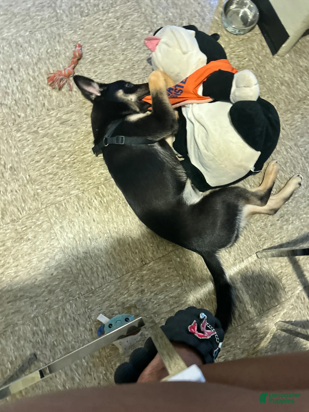 Gerberian Shepsky dogs for sale: Gerberian Shepsky Puppy 1 - Ad 10