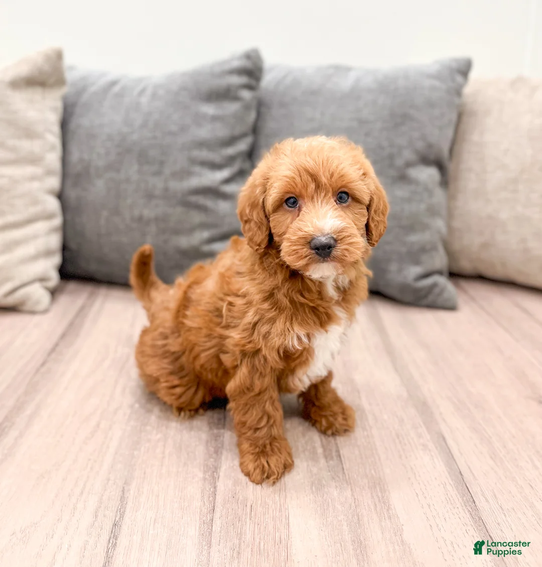 Labradoodle dogs for sale: Joker - Ad 4