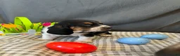 Basset Hound dogs for sale: Teddy - Ad 11
