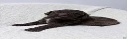 Lagotto Romagnolo dogs for sale: Cello - Ad 3