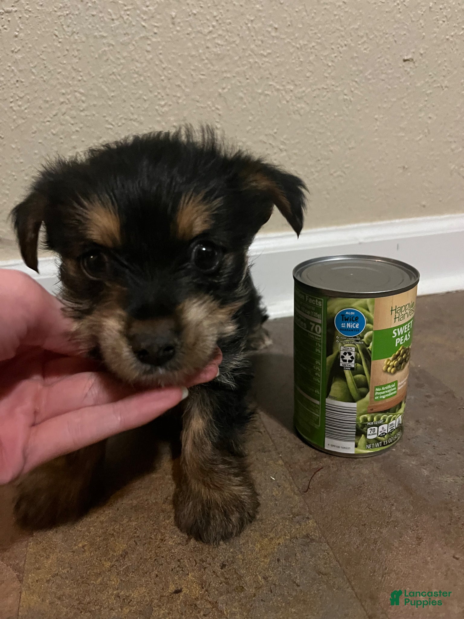 Yorkshire Terrier dogs Petite Mason- REGISTERED  - Ad 2