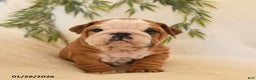 English Bulldog dogs for sale: Bruno - Ad 1