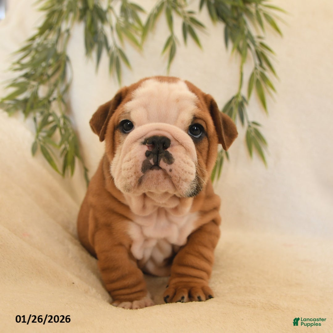 English Bulldog dogs for sale: Bruno - Ad 1