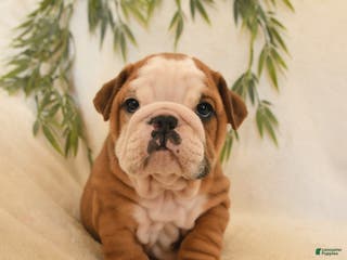 English Bulldog dogs Bruno - Ad 3