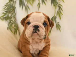 English Bulldog dogs Bruno - Ad 4