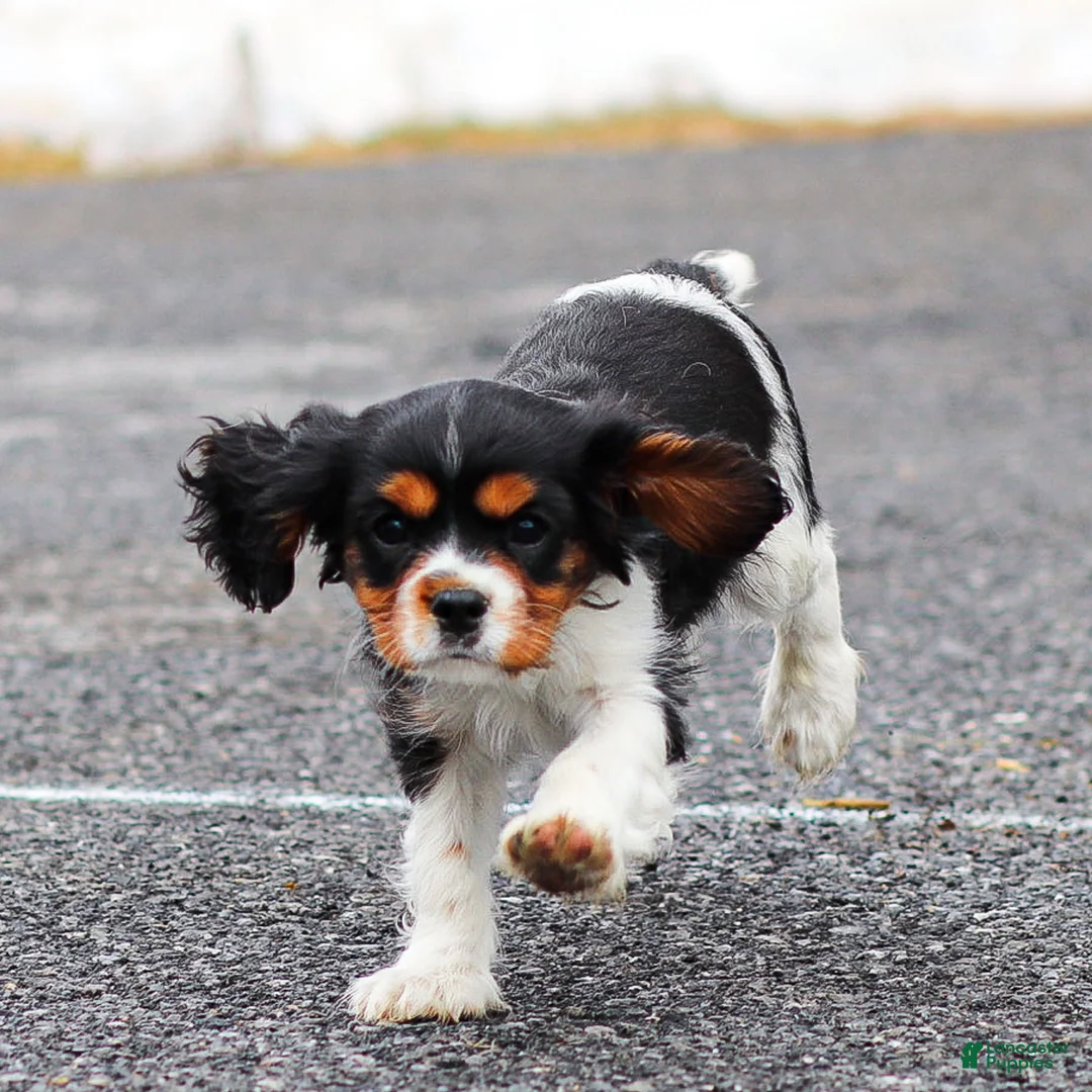 Cavalier King Charles Spaniel dogs for sale: Frost the Cavalier King Charles Spaniel - Ad 1