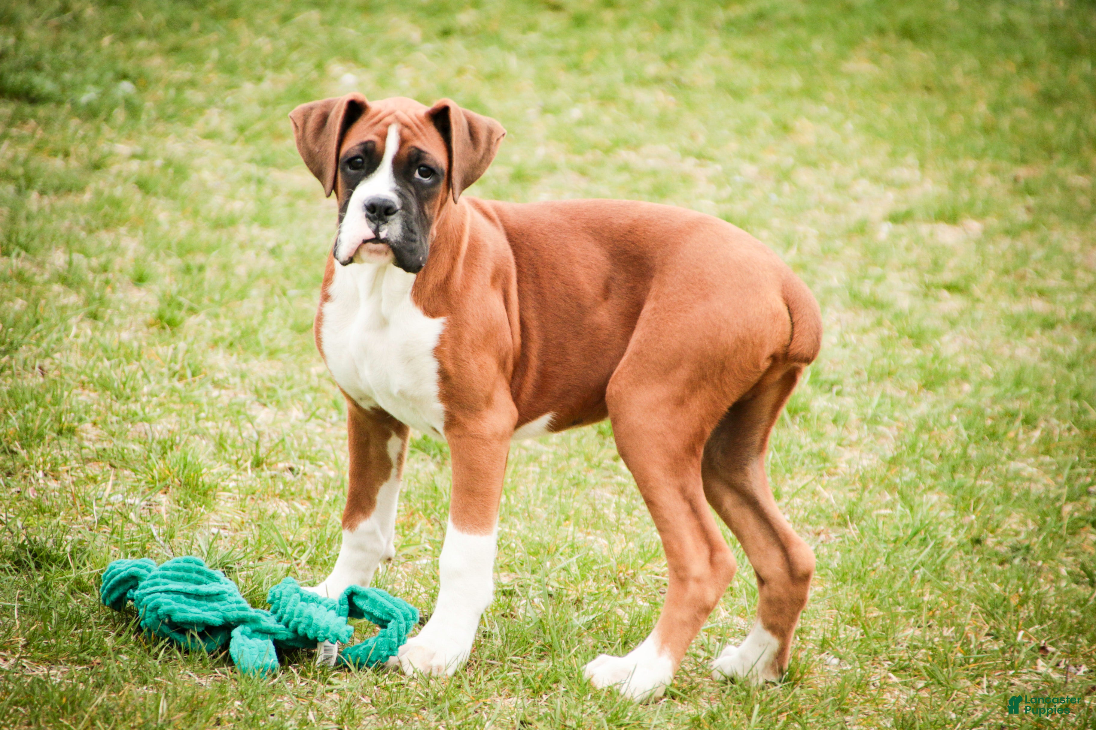 Boxer dogs Cappuccino - Ad 2