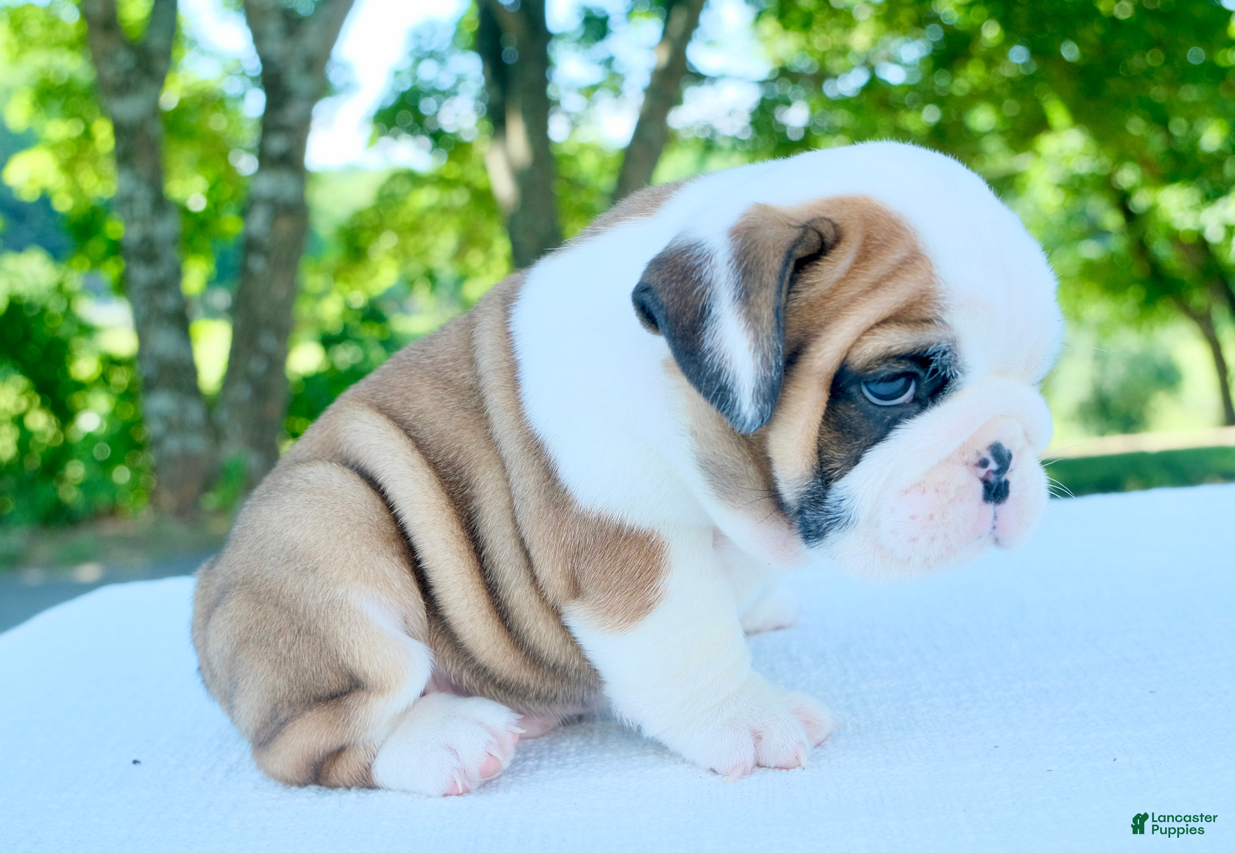 English Bulldog dogs Charlie - Ad 2