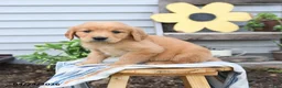 Golden Retriever dogs for sale: Sunny  - Ad 3