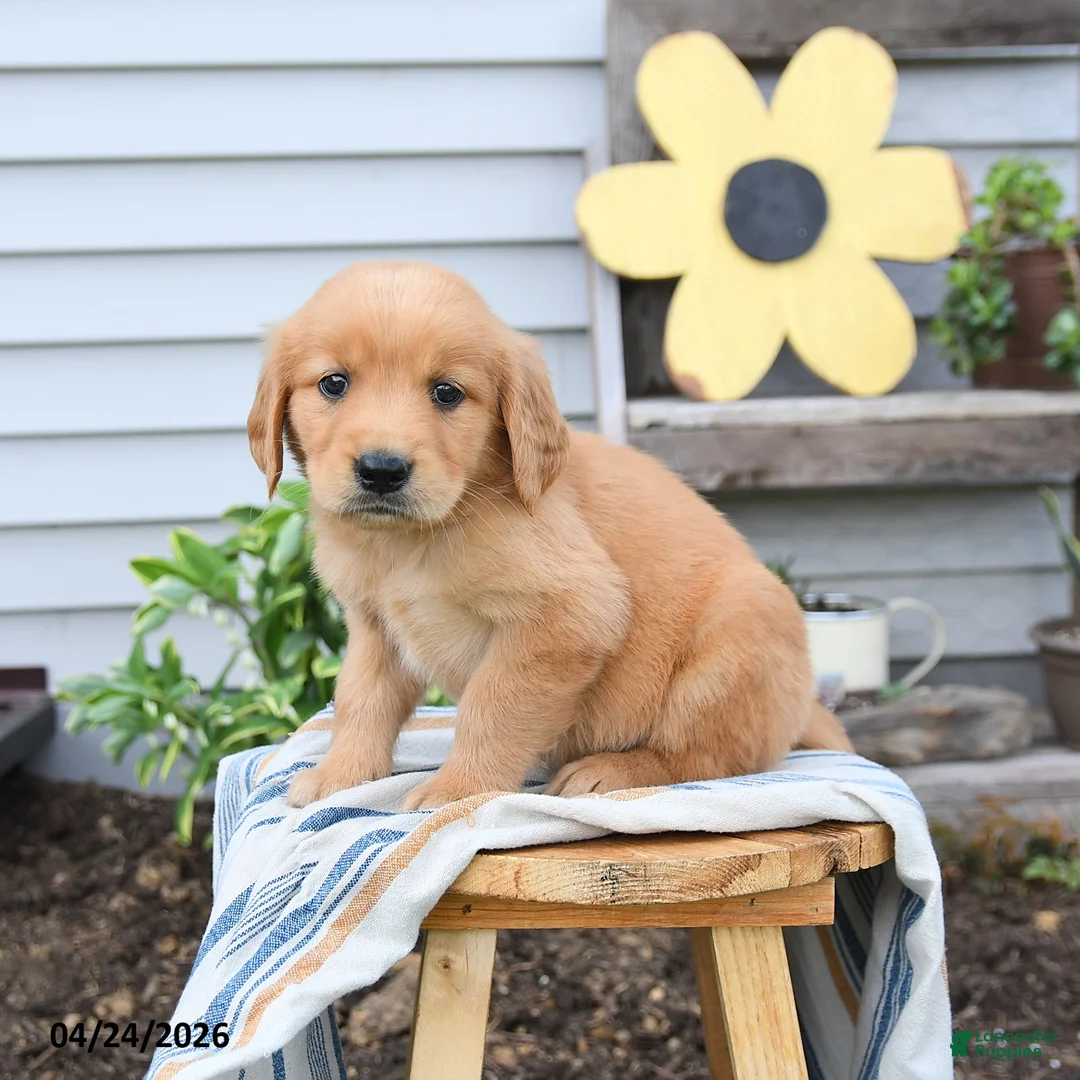 Golden Retriever dogs for sale: Sunny  - Ad 3