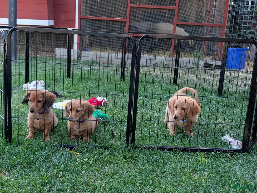 Doxiepoo dogs for sale: Lady Nutmeg - Ad 2
