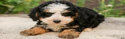 Mini Bernedoodle dogs for sale: Topaz - Ad 2