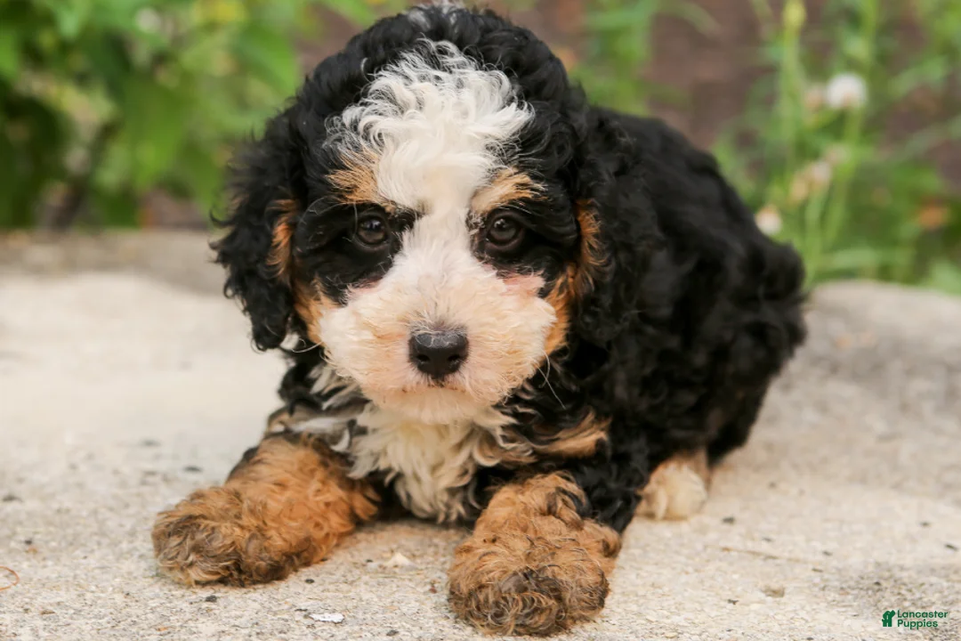 Mini Bernedoodle dogs for sale: Topaz - Ad 2