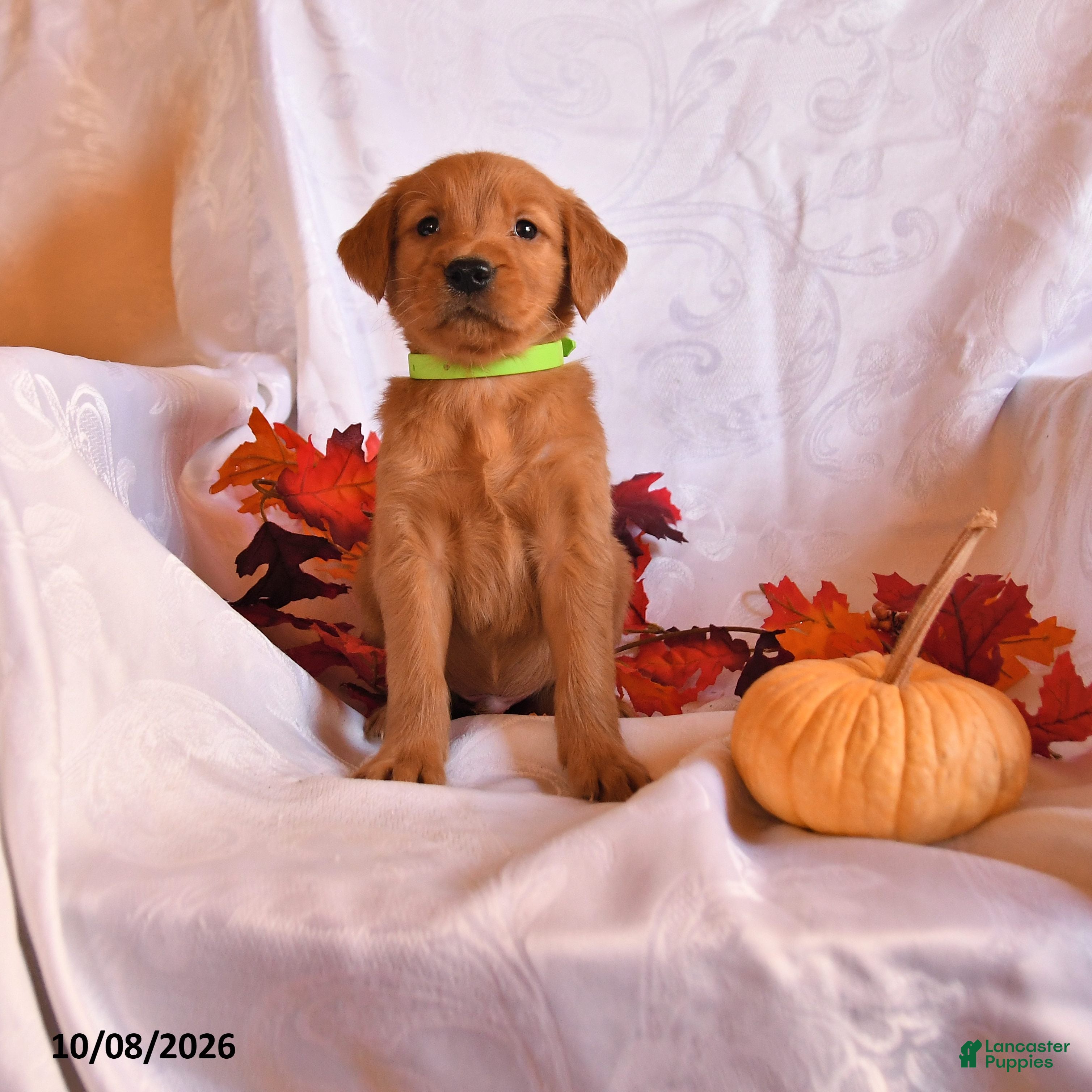 Golden Retriever dogs for sale: Bandit - Ad 4