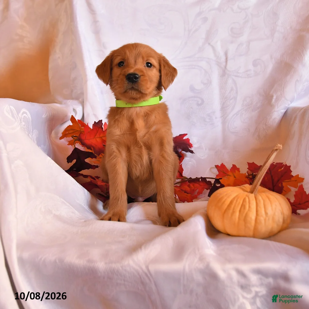 Golden Retriever dogs for sale: Bandit - Ad 1
