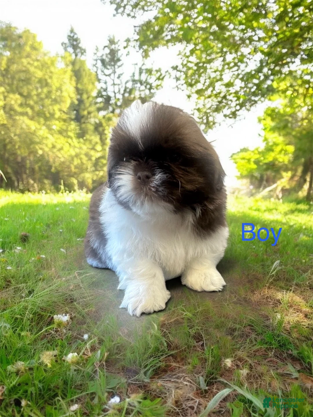 Shih Tzu dogs for sale: Shih Tzu Puppy 5 - Ad 1