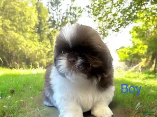 Shih Tzu dogs Shih Tzu Puppy 5 - Ad 30