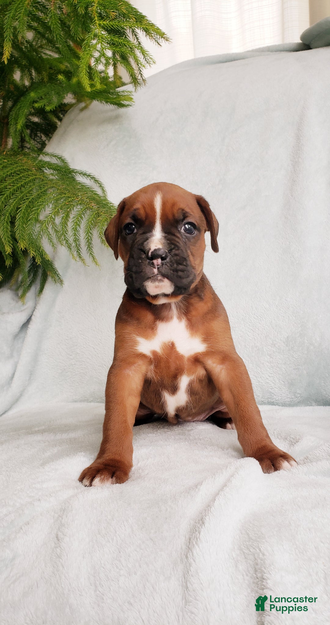 Boxer dogs for sale: Baxter - Ad 3