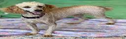 Miniature Poodle dogs for sale: Ben - Ad 7