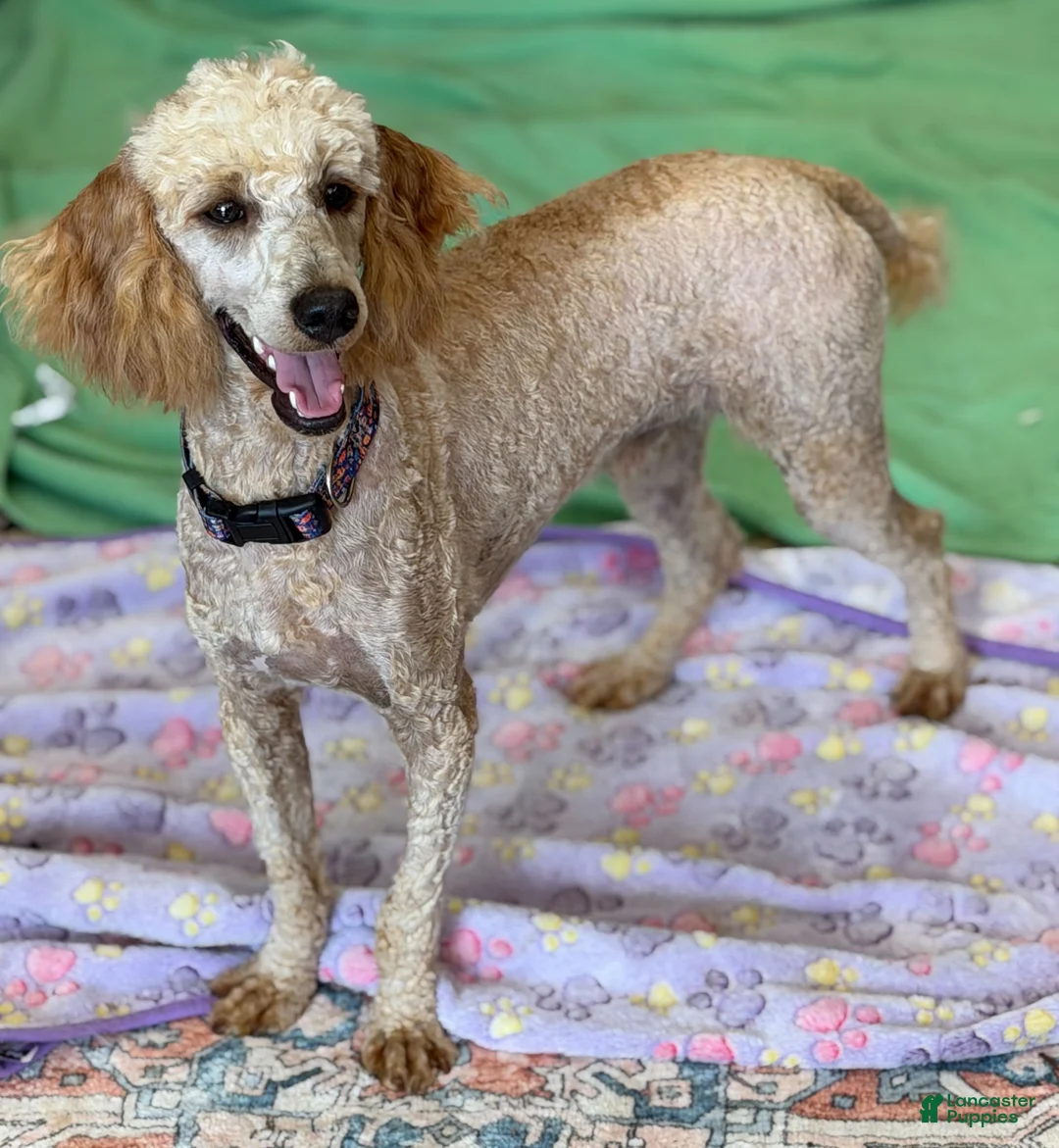Miniature Poodle dogs for sale: Ben - Ad 7