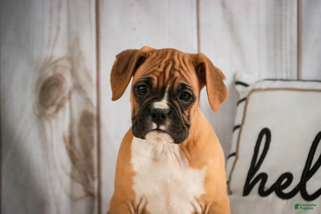 Boxer dogs for sale: Terra - Ad 3